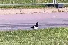Haematopus ostralegus