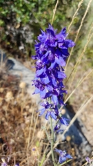 Delphinium parryi maritimum