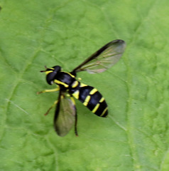 Xanthogramma
