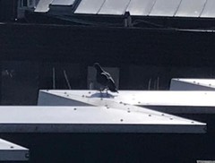 Columba livia domestica