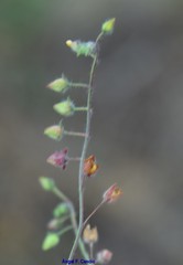 Tuberaria guttata