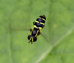 Xanthogramma