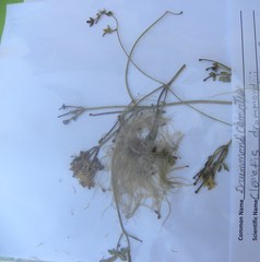 Clematis drummondii