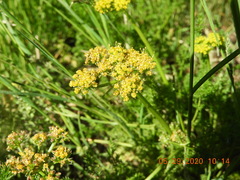 Lomatium grayi