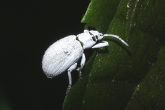 Cyphicerini