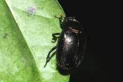 Apogonia cribricollis