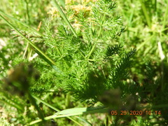 Lomatium grayi