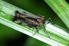 Orthopagus splendens