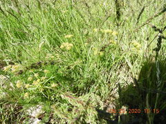 Lomatium grayi