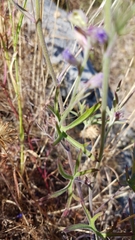 Delphinium parryi maritimum