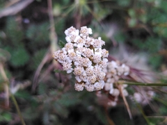 Achillea odorata