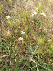 Achillea odorata