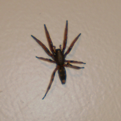 Lampona cylindrata