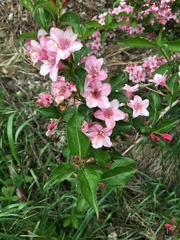Weigela floribunda