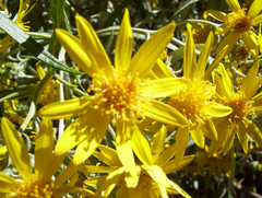 Senecio cinerarioides