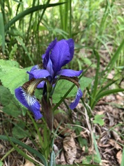 Iris sanguinea