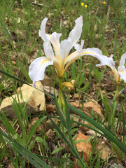 Iris macrosiphon macrosiphon