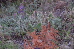 Cistus lasianthus alyssoides