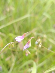 Vicia parviflora