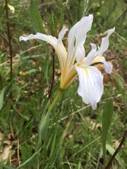 Iris macrosiphon macrosiphon