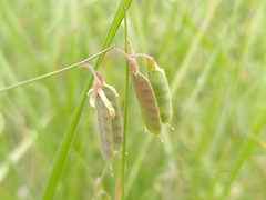 Vicia parviflora