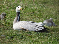 Anser indicus