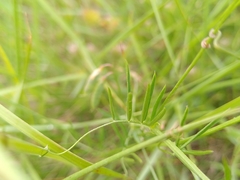 Vicia parviflora