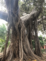 Ficus macrophylla