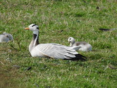 Anser indicus