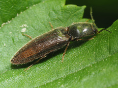 Athous vittatus