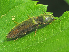 Athous vittatus