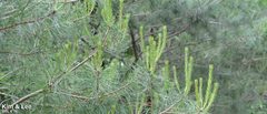 Pinus densiflora