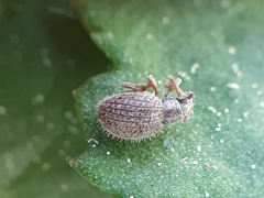 Brachysomus echinatus