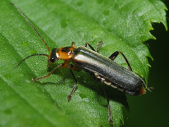 Metacantharis discoidea