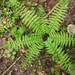 Wood Ferns - Photo (c) Alexander Malyutkin, some rights reserved (CC BY-NC)