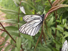 Aporia crataegi