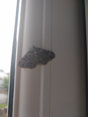 Xanthorhoe fluctuata