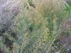Erigeron floribundus