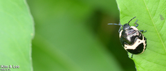 Poecilocoris lewisi