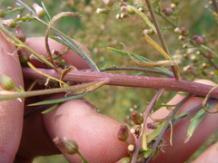 Erigeron floribundus