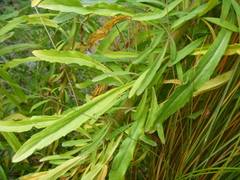 Erigeron floribundus