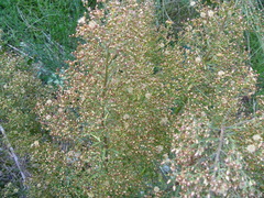 Erigeron floribundus