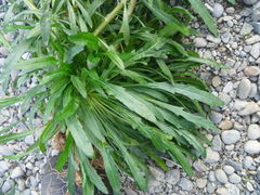 Erigeron floribundus