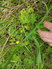 Alchemilla sarmatica