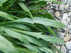 Erigeron floribundus