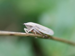 Prairiana orizaba