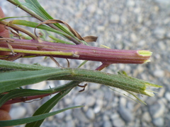 Erigeron floribundus