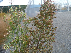 Erigeron floribundus