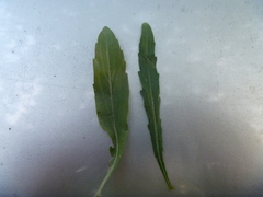 Erigeron floribundus