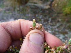 Erigeron floribundus